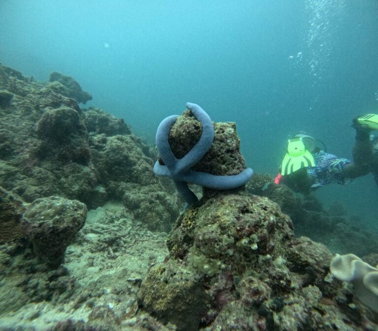 The Good Life: What a Sea Star Taught Me About Success Kanav Starfish