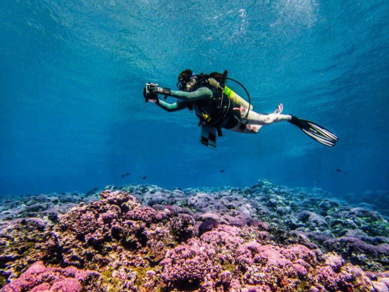 Inside The 1,006-Dive Mission Taking The Pulse Of Pacific Coral Reefs NOAA Study