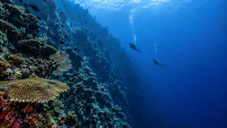 Palau Underwater