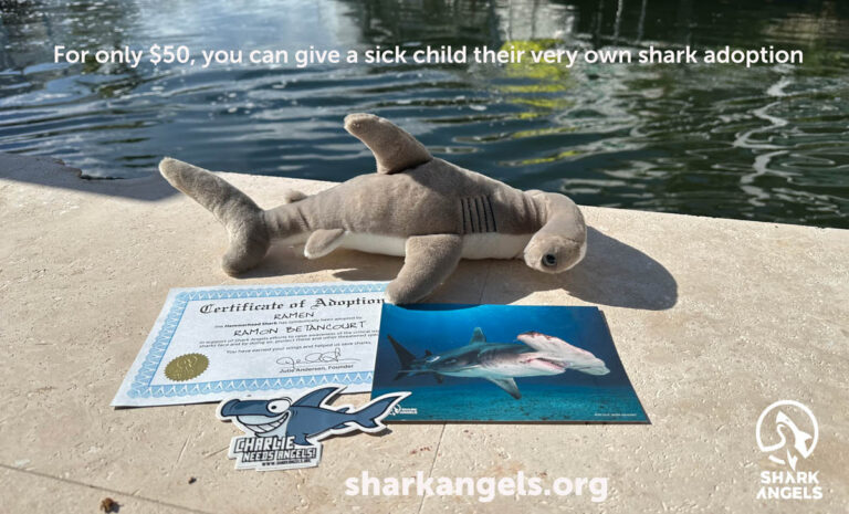 A Shark to Call Their Own: Shark Angels Takes the Underwater World Into a Children’s Hospital