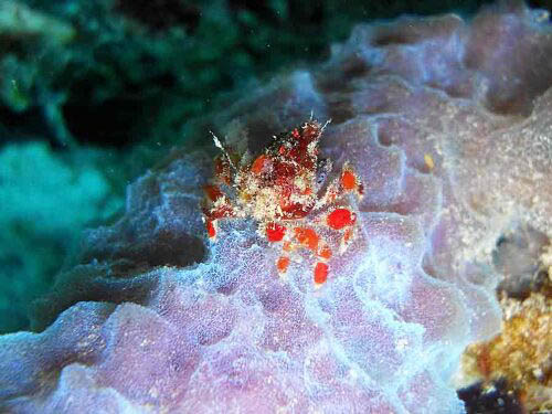 Cryptic Teardrop Crab