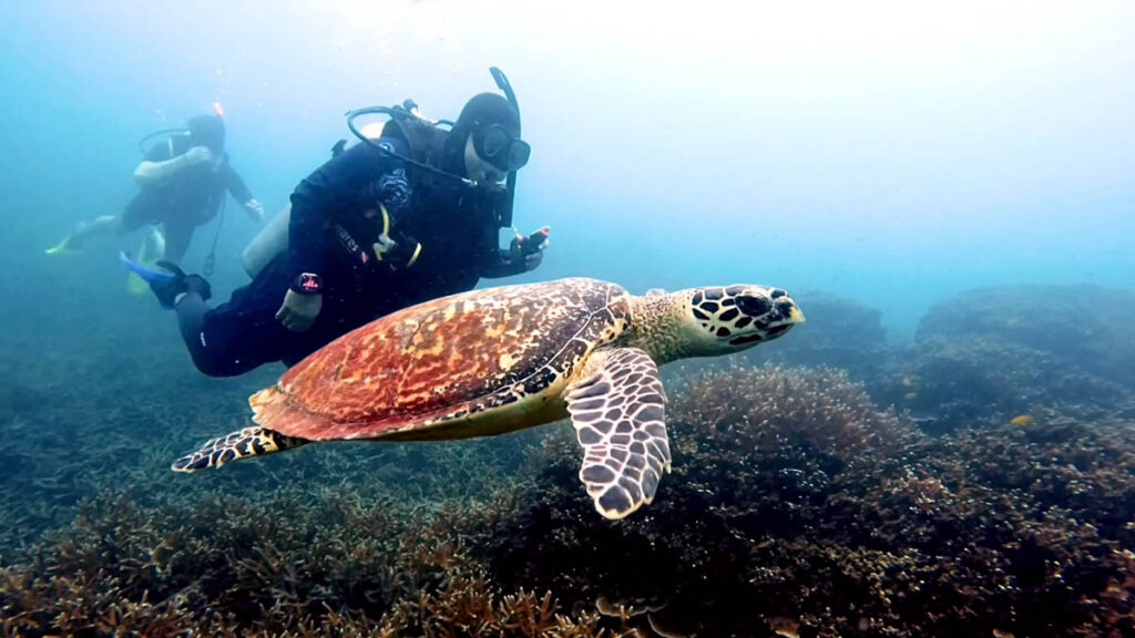 Diving Pulau Tioman