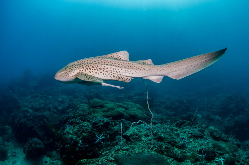Euro-Divers Thailand