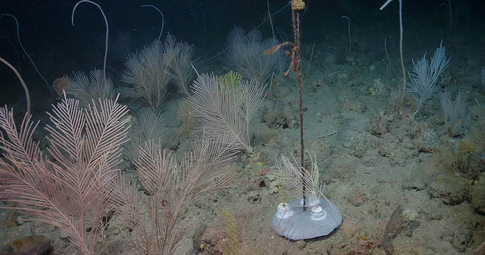 Flower Banks Coral