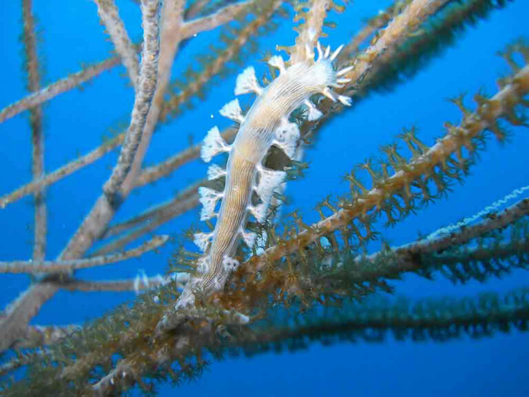 Guanaja’s Hidden Macro World: Why the Smallest Marine Life Makes Some of the Best Dives Hamner's Tritonia Nudibranch, Guanaja
