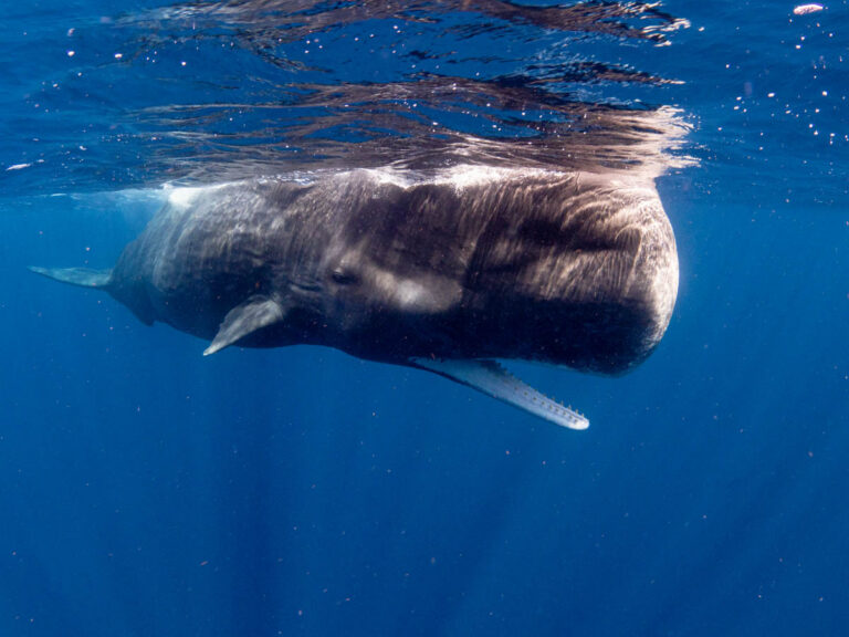Swimming With Sperm Whales in Dominica: An Extraordinary Caribbean Wildlife Encounter Indigo Safaris Dominica