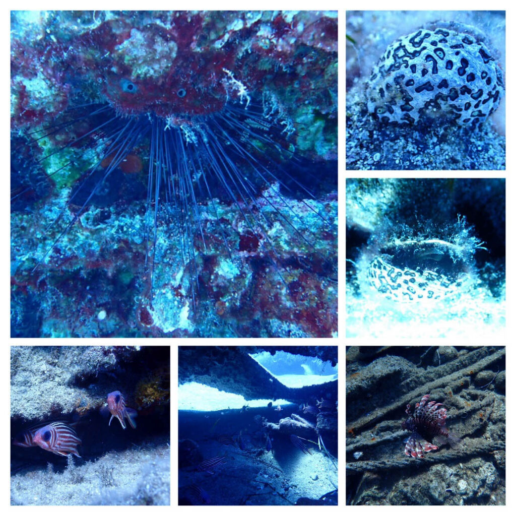 Collage showing sea urchins, fish and other marine life photographed around the Cyprus shipwreck