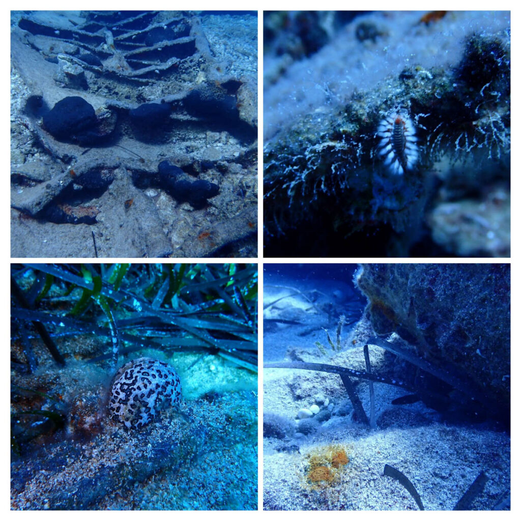 Collage of marine organisms including fish and encrusting life among the shipwreck's remains