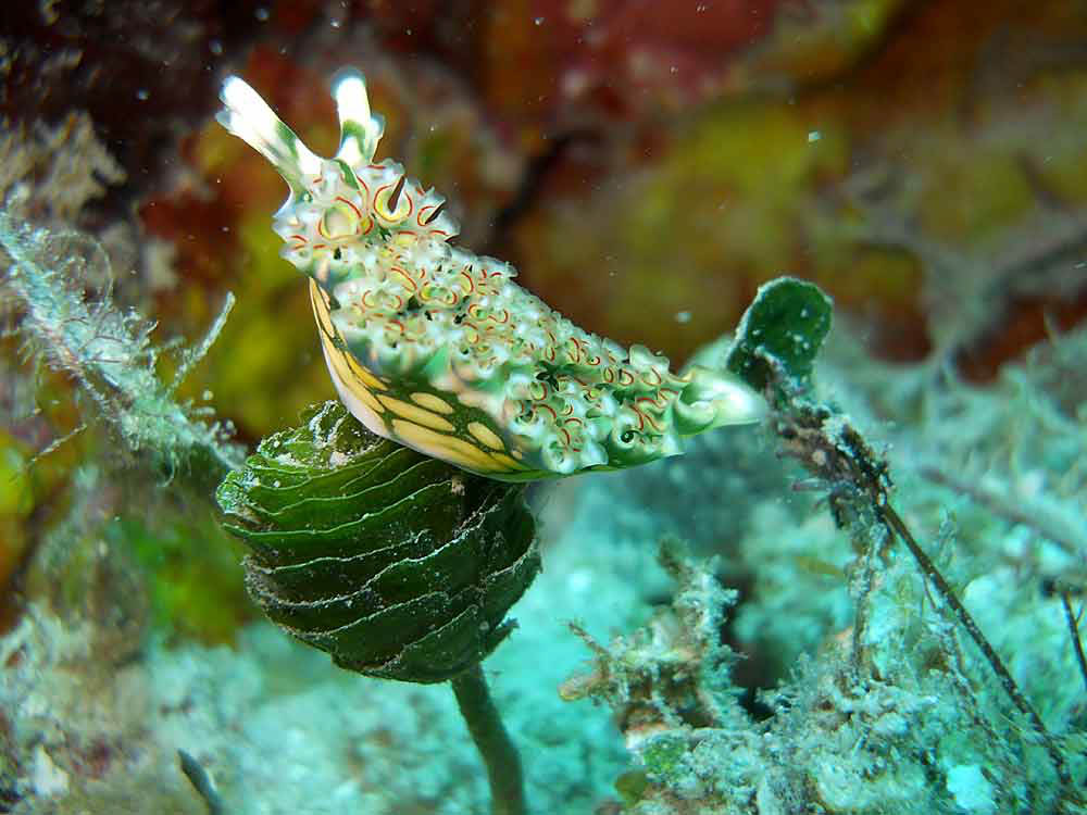 Lettuce Sea Slug