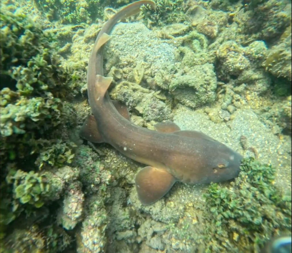 Palk Bay Shark