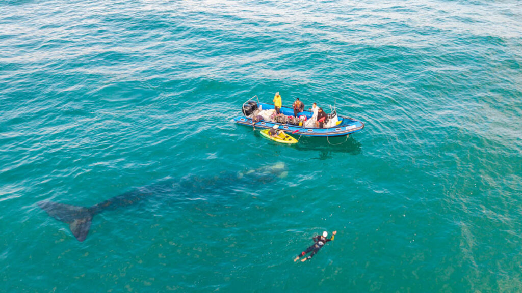 A southern right whale passes near the swimmer and support boat during Project DEEP's final crossing in September 2026