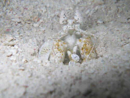 Scaly-Tailed Mantis Shrimp