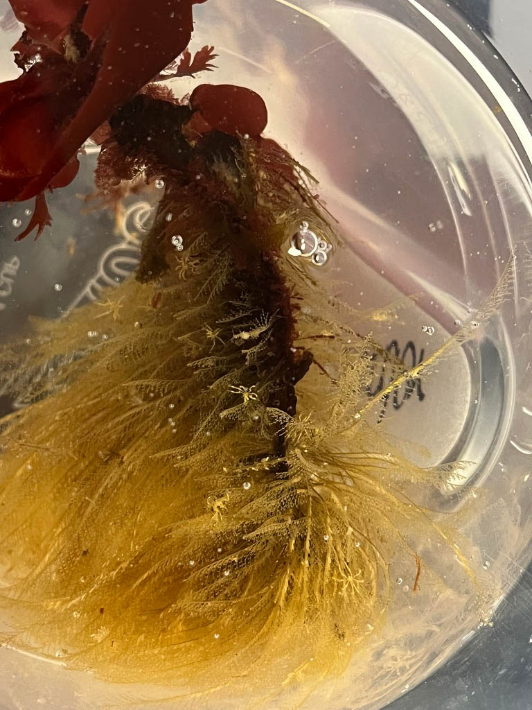 Sea Spider