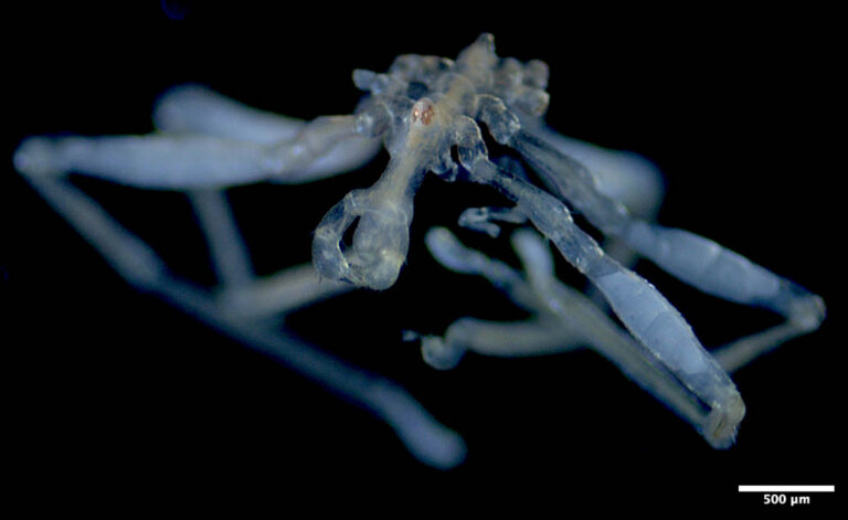 Scuba Divers Help Discover Two New Sea Spider Species in Canada’s Salish Sea Sea Spider
