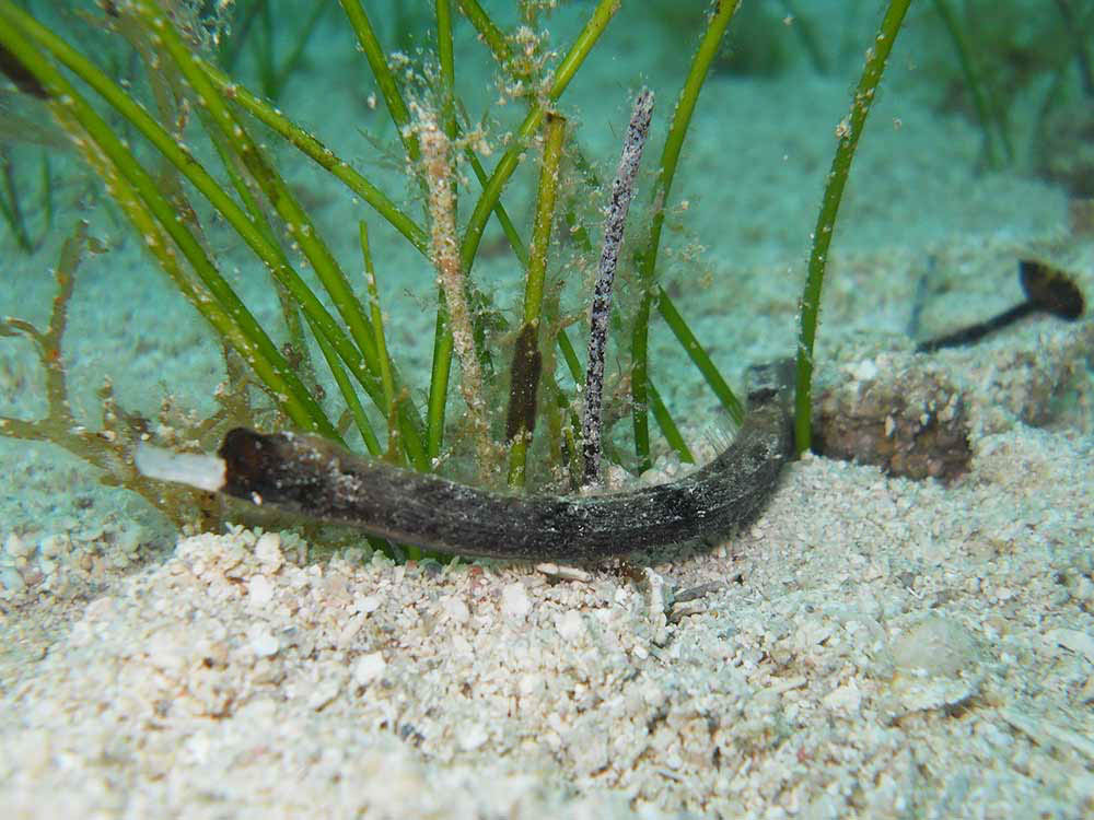 White-Nosed Pipefish
